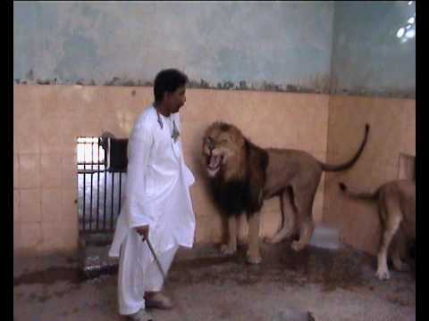 teasing - while visiting bahawlpur zoo in . A Brav man play wid lions... and its dangrs 2.