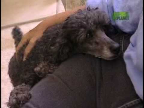 poodle