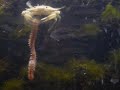 crab devours bristle worm