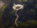 Crab devours Bristle Worm Crab devours Bristle Worm