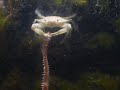 crab devours bristle worm
