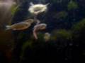Crab devours Bristle Worm