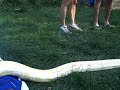 snake bridge 2