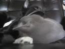 max licking angie