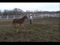 Danshar Echo Baby