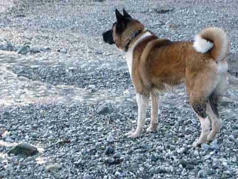 akita