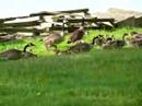 Spring Hatch of Canada Geese Goslings/2008