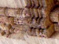 Sun Temple, Konark