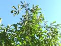green tree