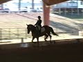Rosie - 9 yo Belgian Sporthorse mare For Sale