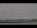Acres if birds part 2 of 2 Acres if birds part 2 of 2