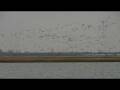 videos de Acres if birds part 2 of 2