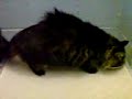 Animal Care Lancaster Milo Part 2