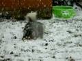 Alaskan Malamute playing in snow