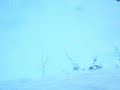 moose almost charging truck