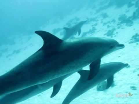 See video