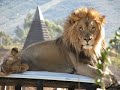 Lions