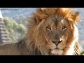 Aslan aileleri videosu belgeseli video.