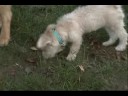 I Love Lucy, My Mauzer Puppy, Frisbee I Love Lucy, My Mauzer Puppy, Frisbee