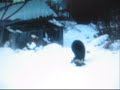 Wolverine scares/fights off Large Male Bear.