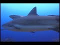Shark Diving