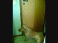 Fofo abrindo a porta *-*
