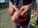 How to cook testicles