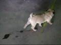 videos de GENERAL THE PUG