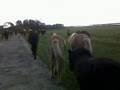 Islands horses in Farum