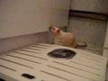 Yumi ma ratte intenable