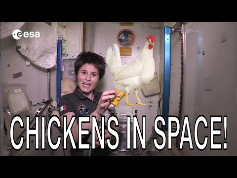 Segment: Chickens in Space!