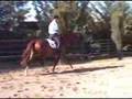 Dressage gelding Zalute by Zorn