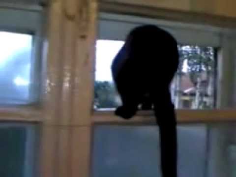 Barking cat gets caught! (ORIGINAL)