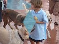Pooch Plunge 2006 -- Dogs in a Pool