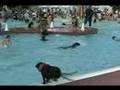 Pooch Plunge 2006 -- Dogs in a Pool