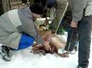 Slovenska zabijacka / slovak pig slaughter