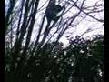 Tree Flip 1