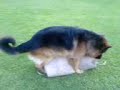 perro caliente