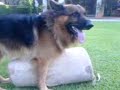 perro caliente