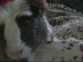 My New Guinea Pigs My New Guinea Pigs