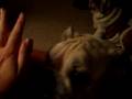 Champ the English Bulldog