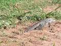 Lagarto Teiú Lagarto Teiú