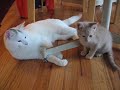 winston-ziggy-.html