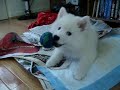 Wall-E the Eski 9 weeks old