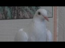 Baltasis Balandis Baltasis Balandis
