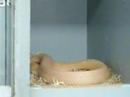 Albino monocle cobra andy z Albino monocle cobra andy z