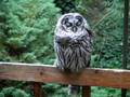 Sleeping Barred Owl