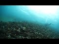 キャノン EOS 5D mark2  HD動画 （水中映像）