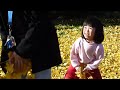 Playing in Yellow Ginkgo Leaves