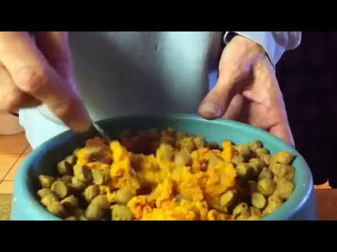 how to cure diarrhea in a puppy